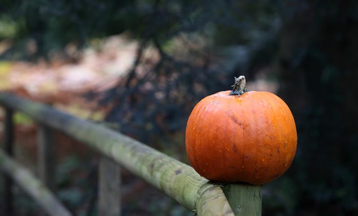 Pumpkin in the gardens.